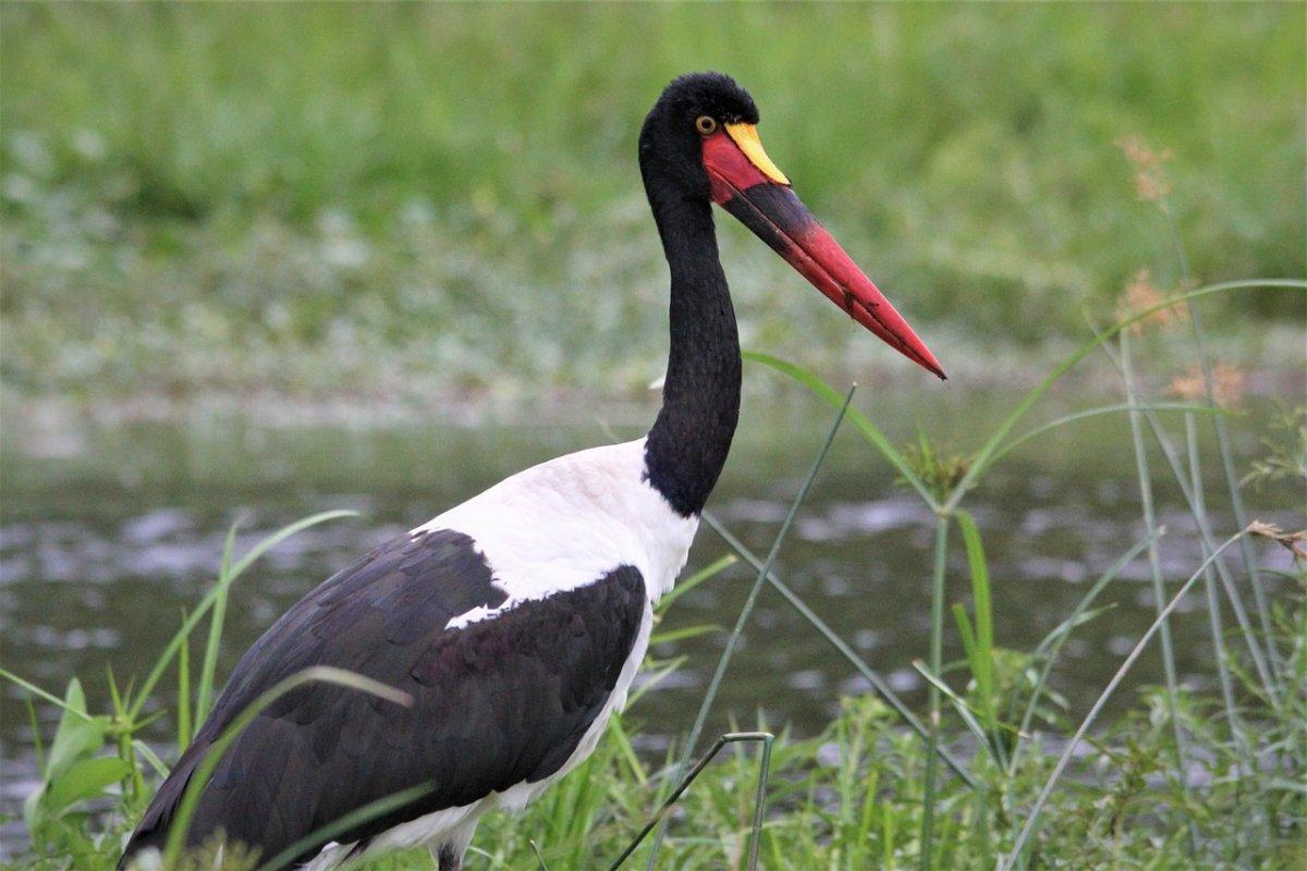 saddle billed stork is in the native animals of south sudan