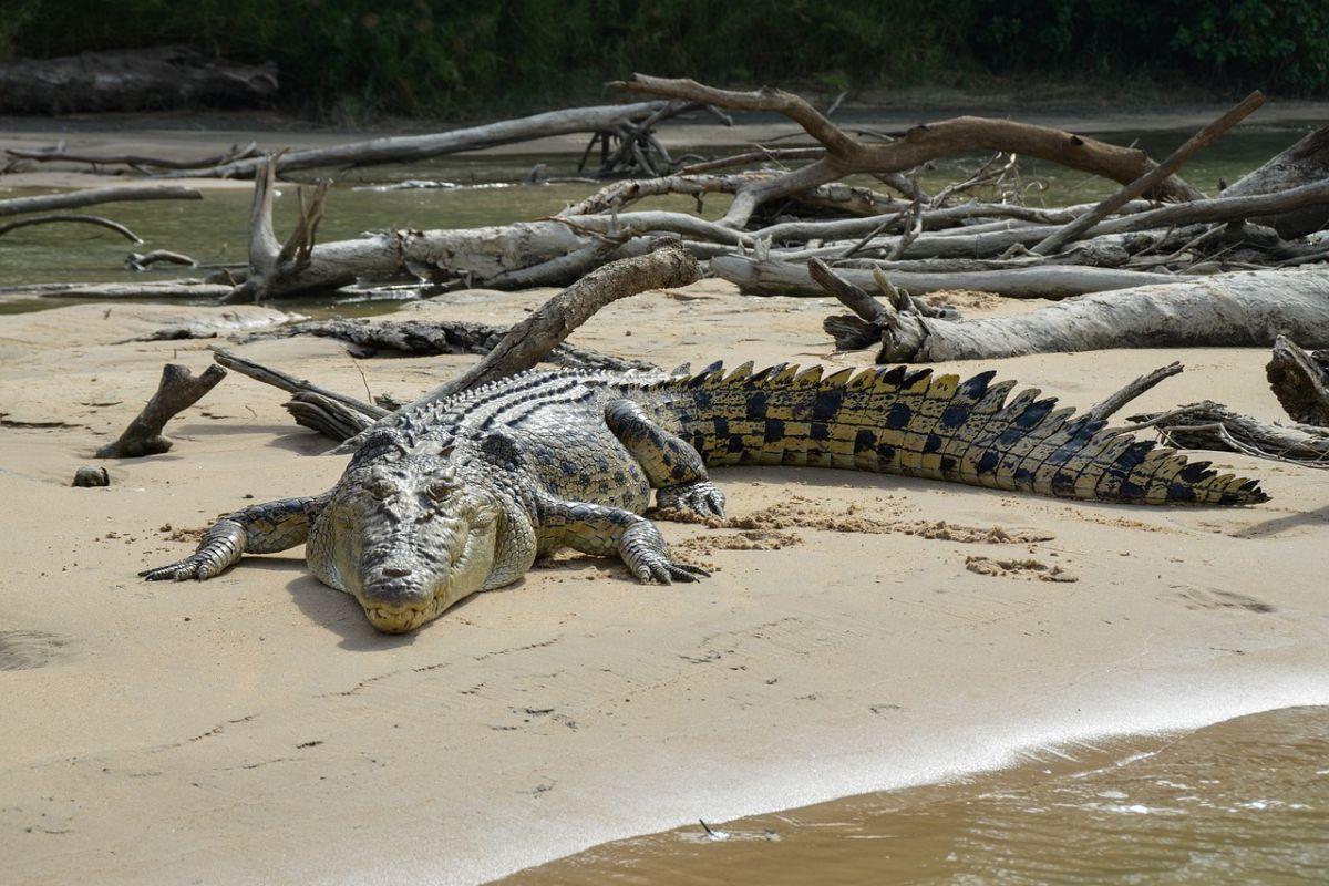 saltwater crocodile