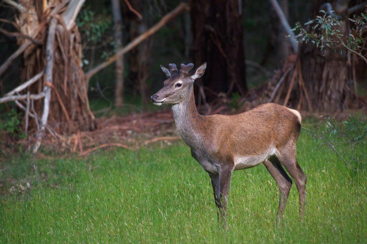 sambar deer is one of the endangered animals in china