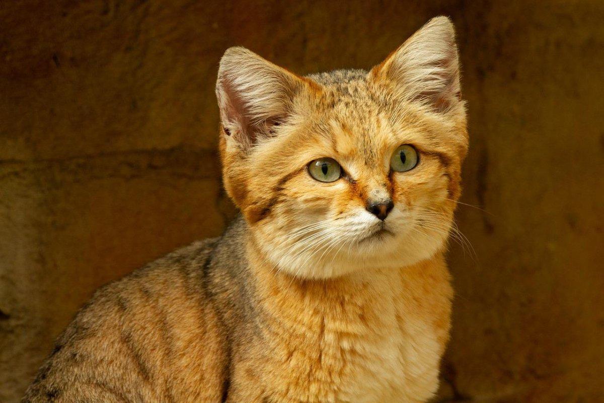 sand cat is the national animal of uzbekistan