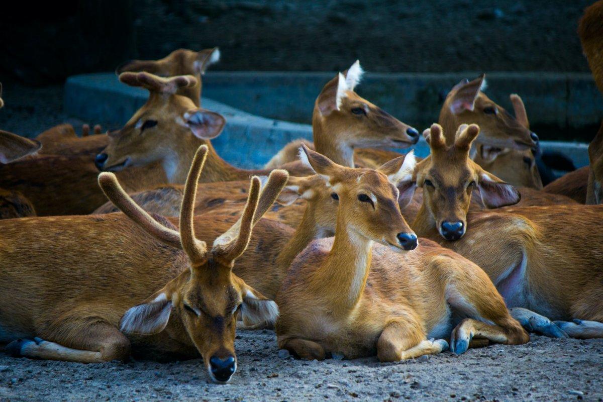 sangai is among the rare indian animals