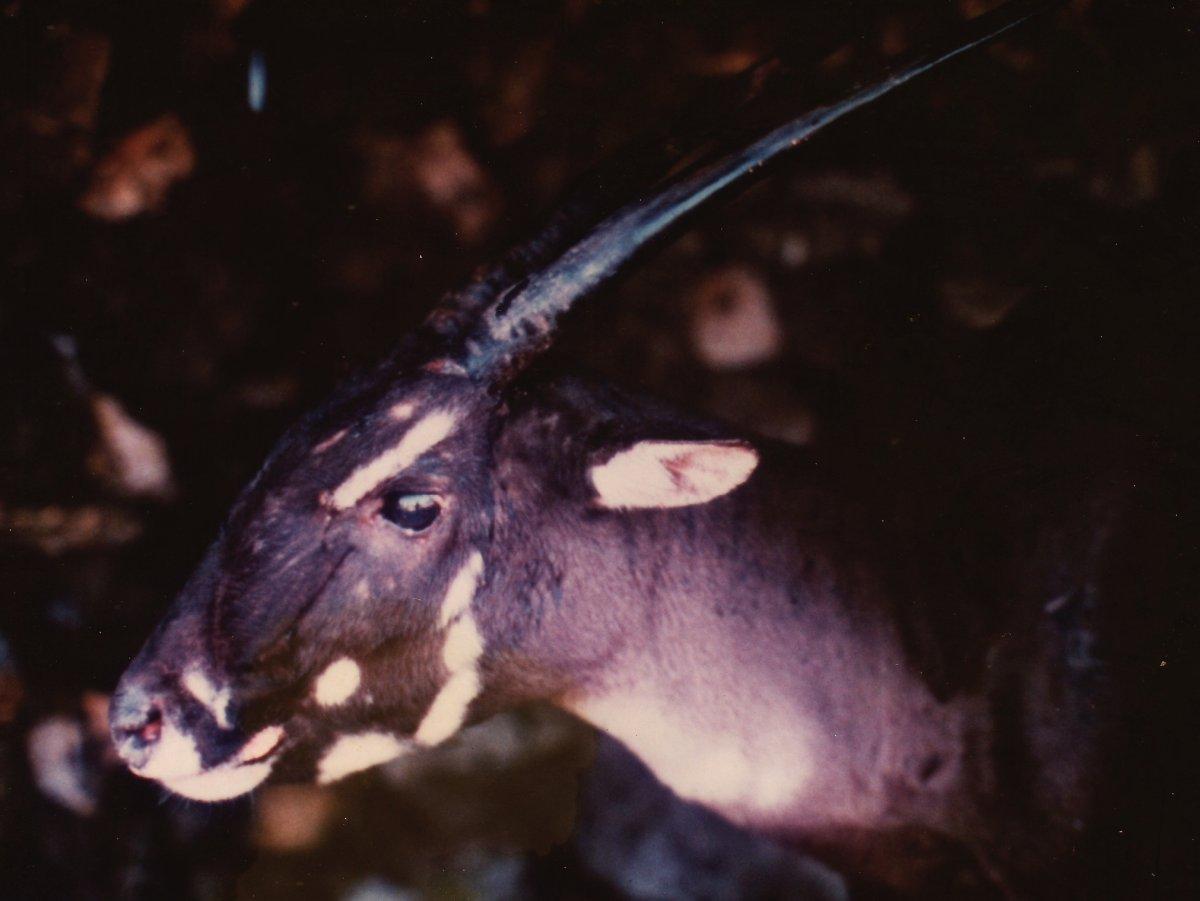 saola is among the rare animals in vietnam