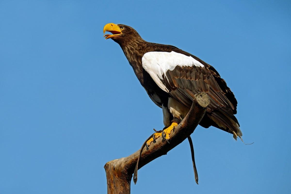 sea eagle is brunei national animal