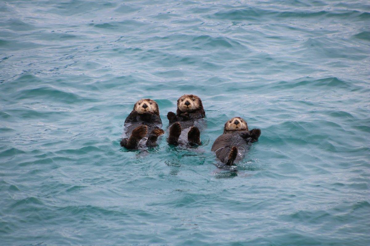 sea otter is in the list of japanese animals