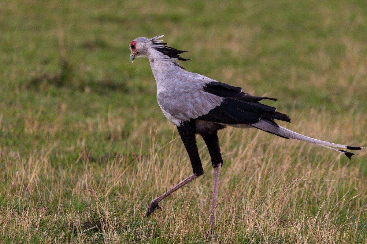 secretary bird