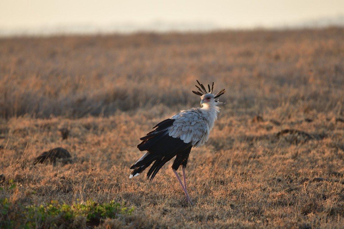 secretarybird is sudan national animal