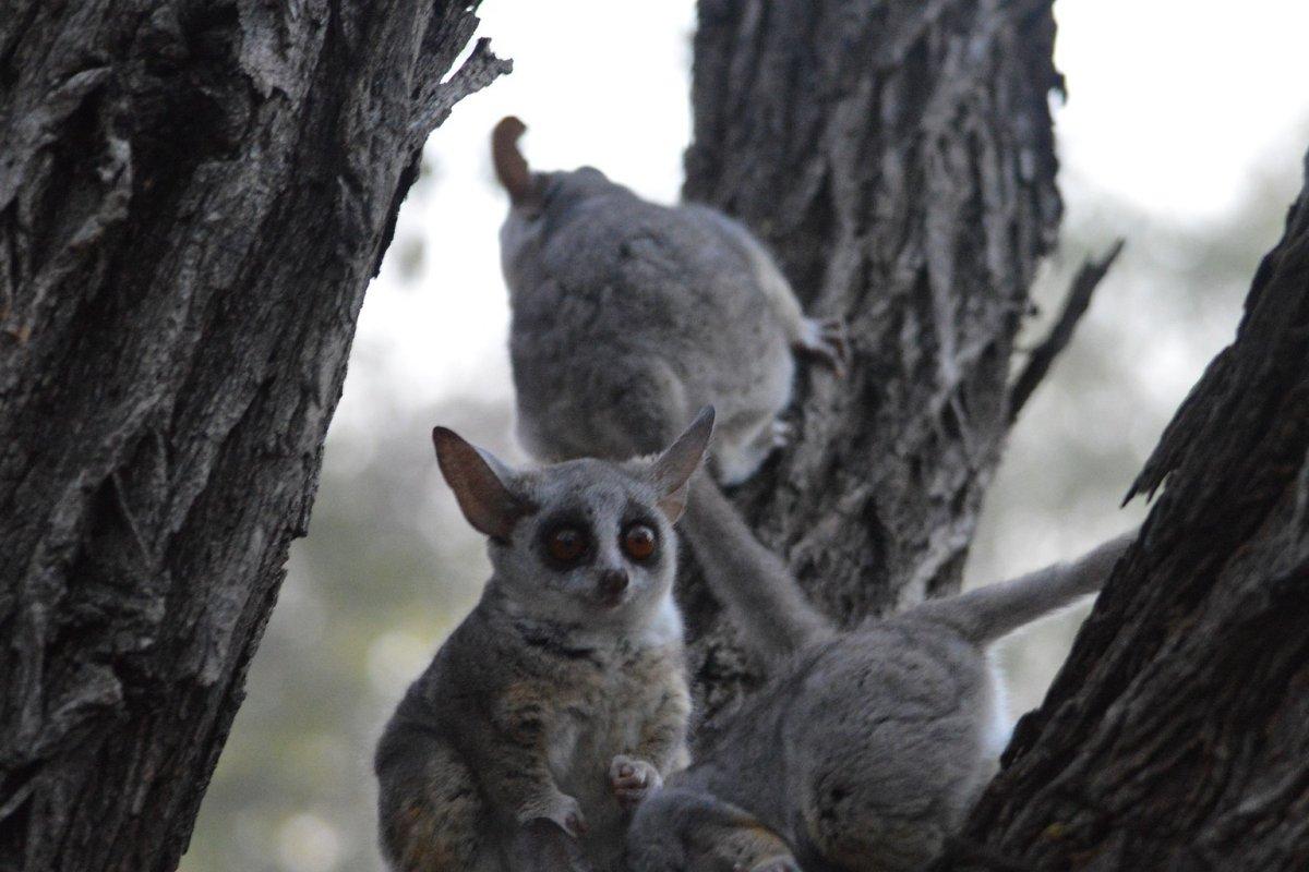 senegal bushbaby is part of the ivory coast wildlife