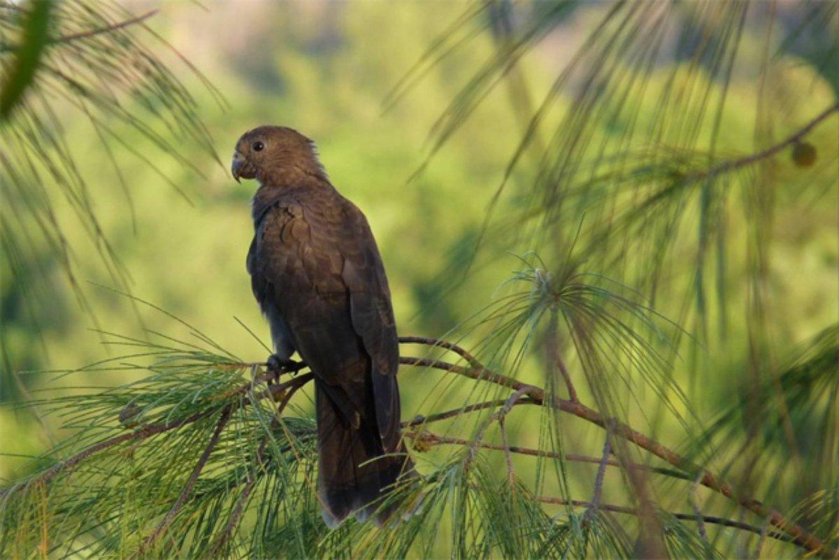 seychelles black parrot is seychelles national animal