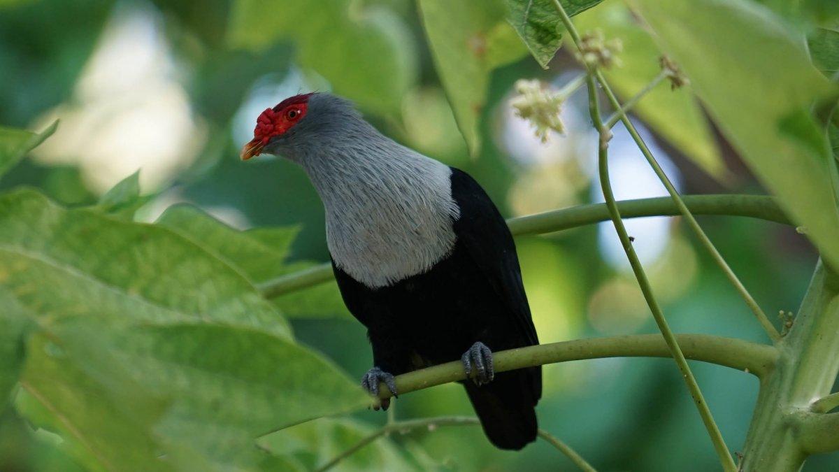 seychelles blue pigeon