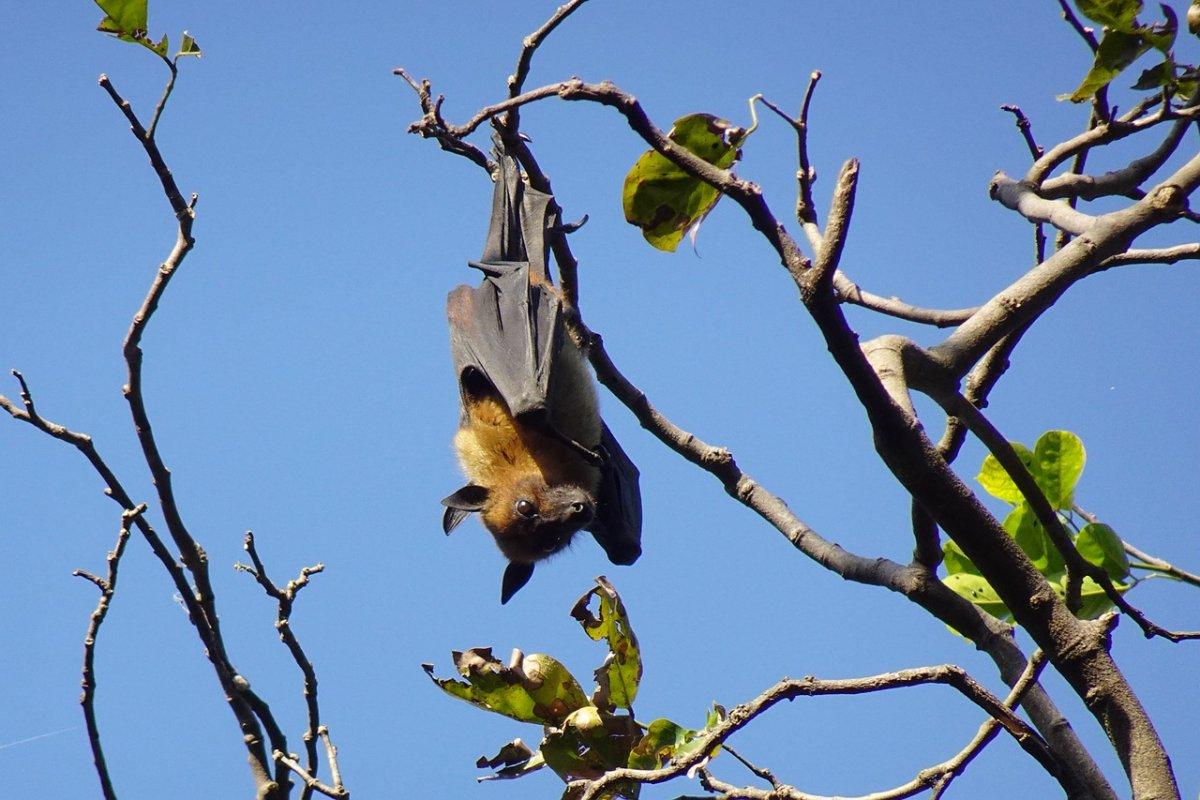 seychelles fruit bat is in the list of animals in seychelles
