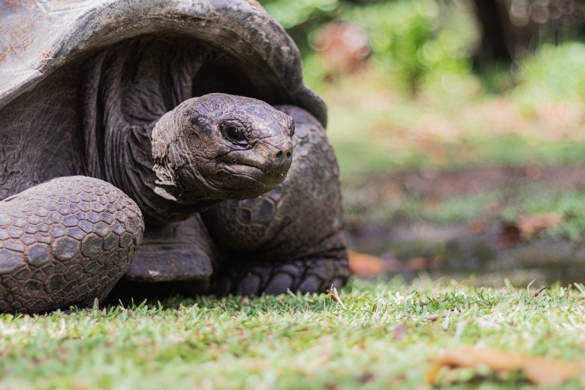 seychelles giant tortoise