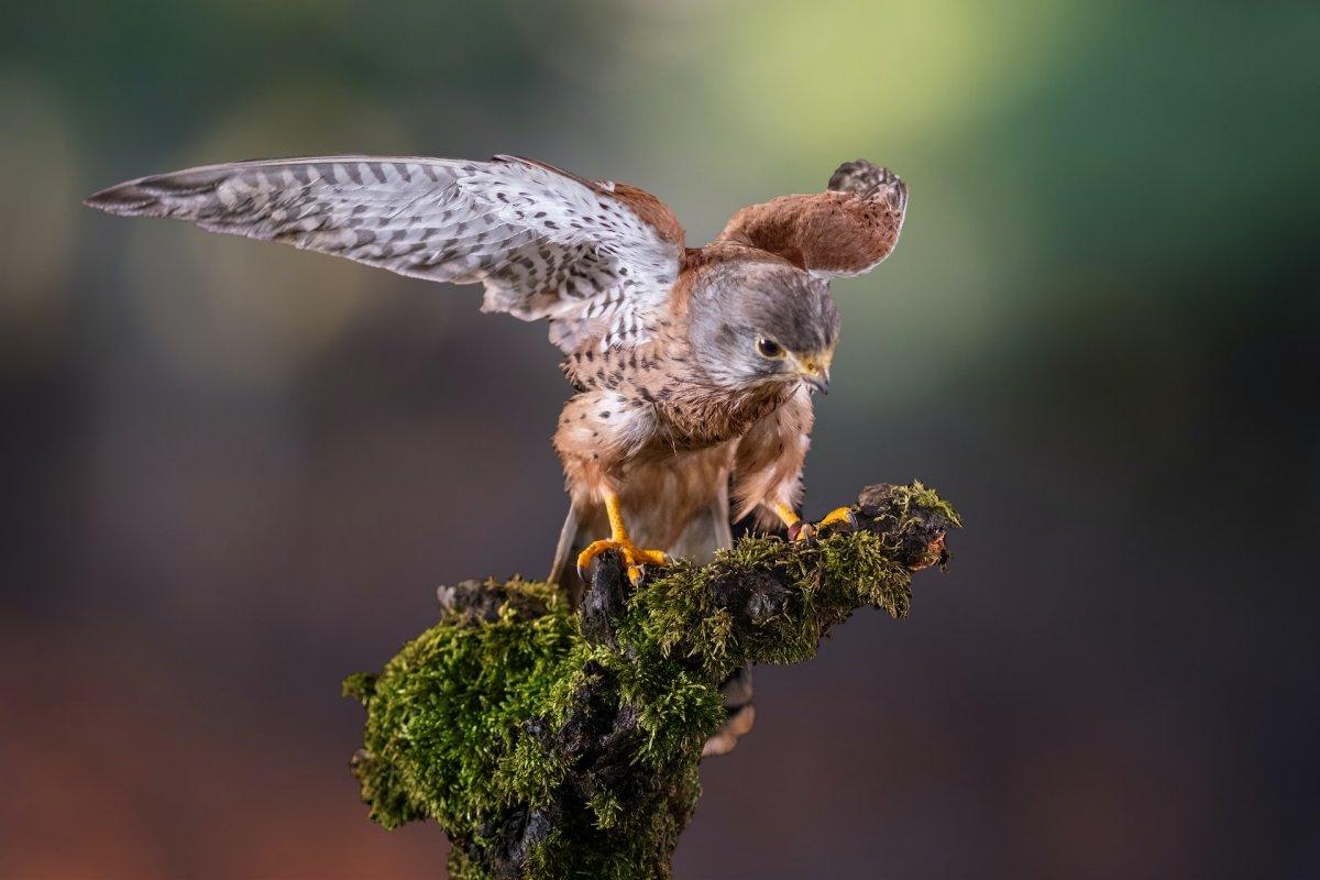 seychelles kestrel is one of the animals in the seychelles