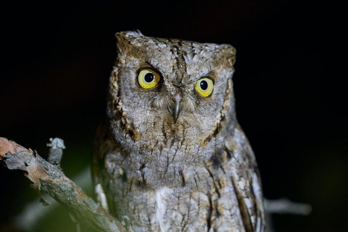 seychelles scops owl is among the animals that live in seychelles