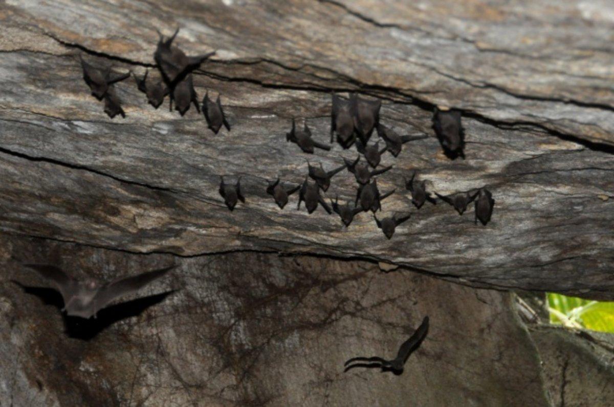 seychelles sheath-tailed bat