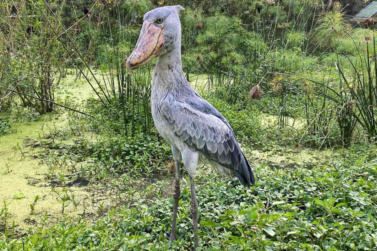 shoebill is part of the rwanda wildlife
