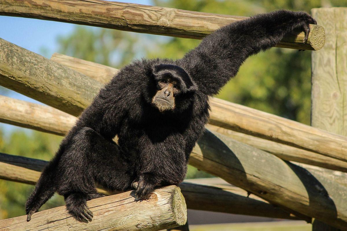siamang is one of the native animals in malaysia