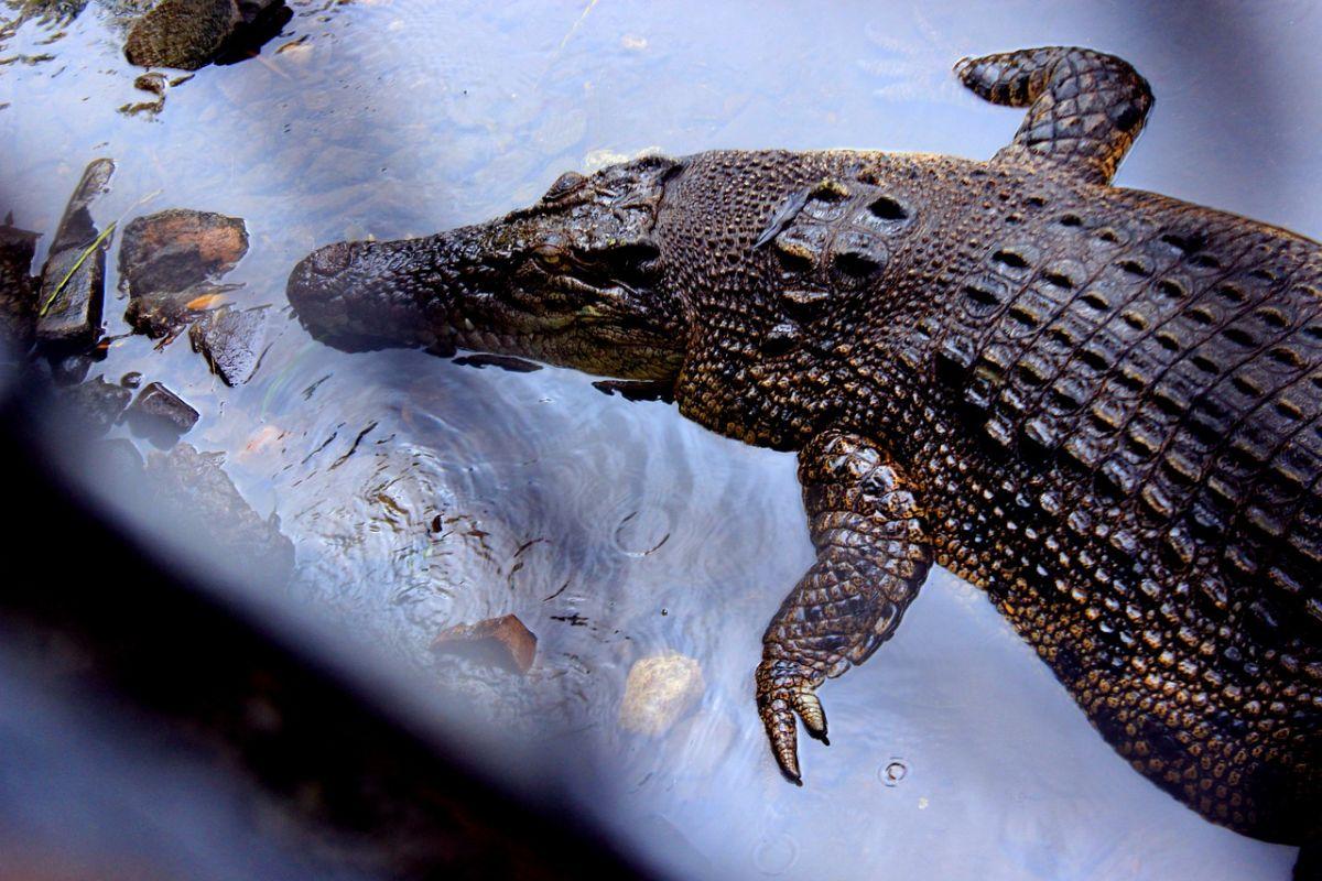 siamese crocodile is among thailand animals