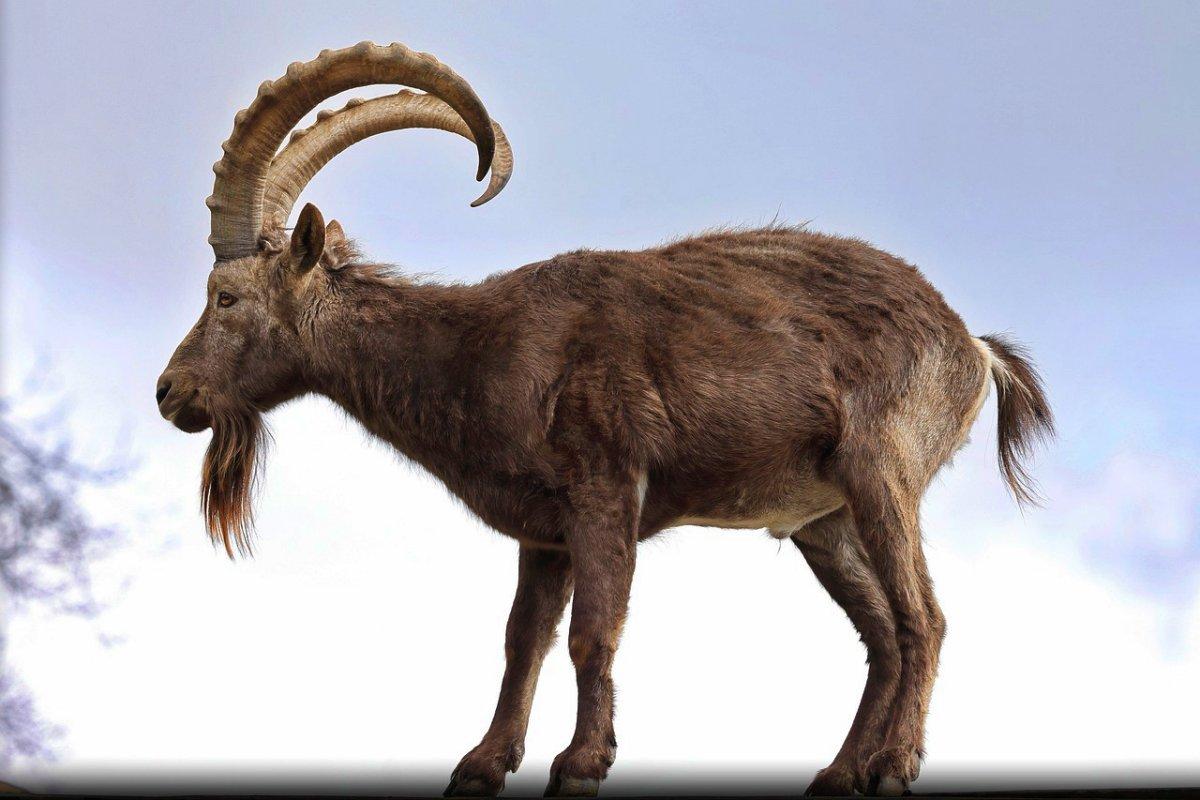 siberian ibex is one of the threatened species in india