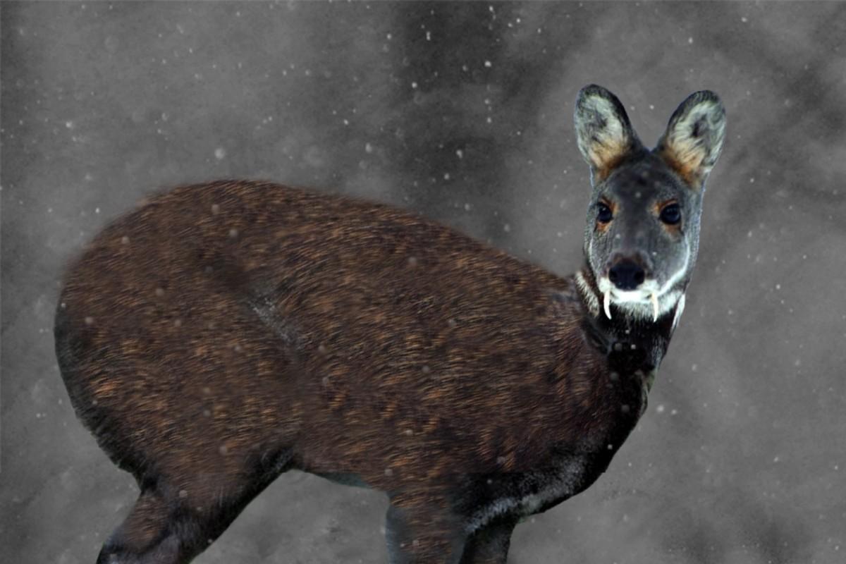 siberian musk deer is among the animals found in south korea