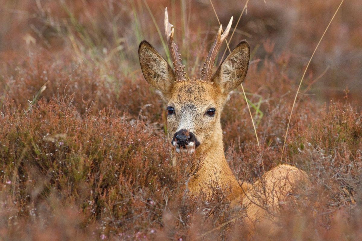 siberian roe deer is part of the kyrgyzstan wildlife