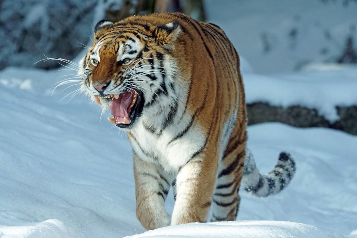 siberian tiger is among the endangered animals in north korea
