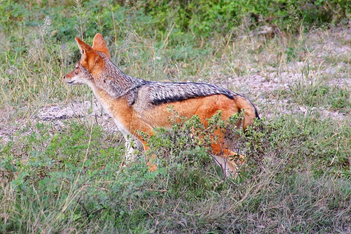 side striped jackal is part of the wildlife in malawi