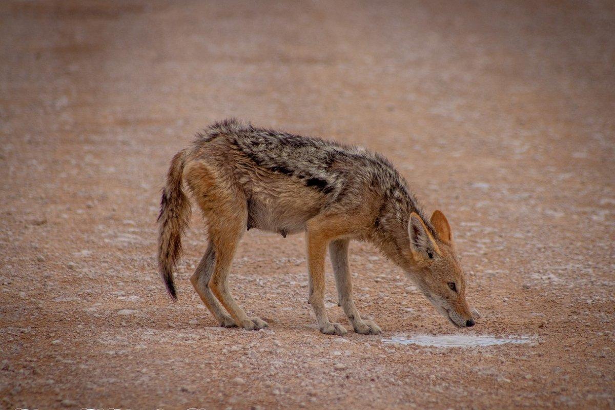 side-striped jackal smelling the ground