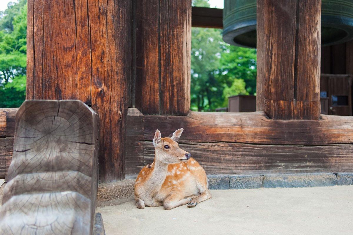 sika deer is one of the common animals in japan
