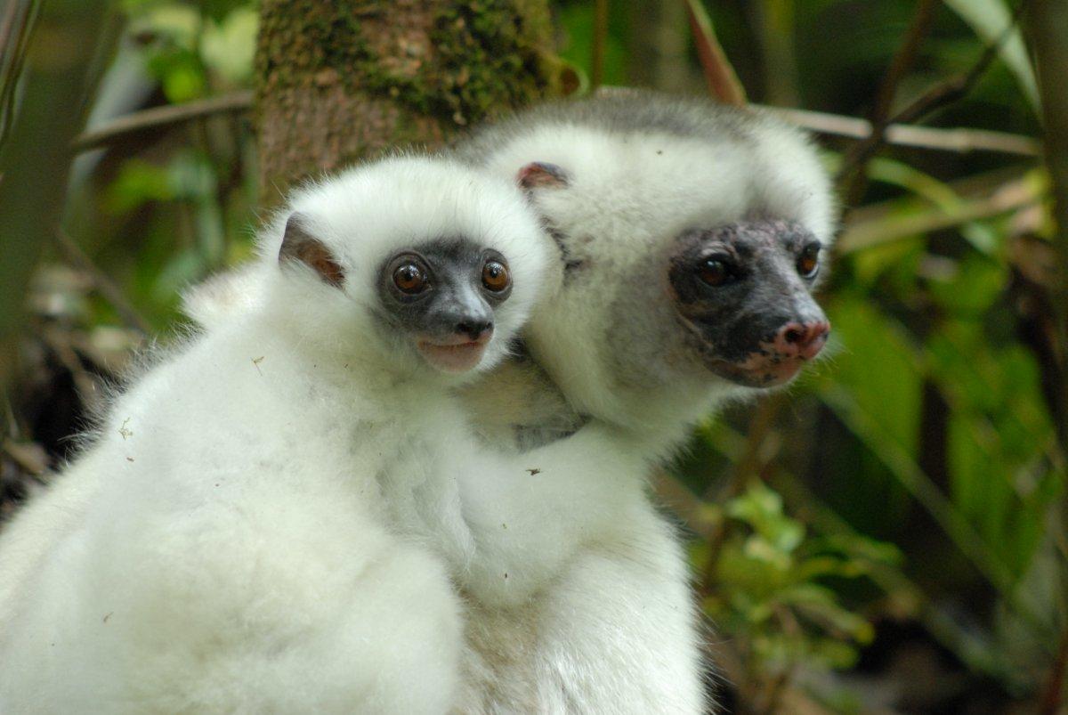 silky sifaka is one of the wild animals of madagascar