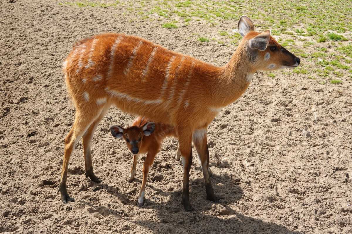 sitatunga