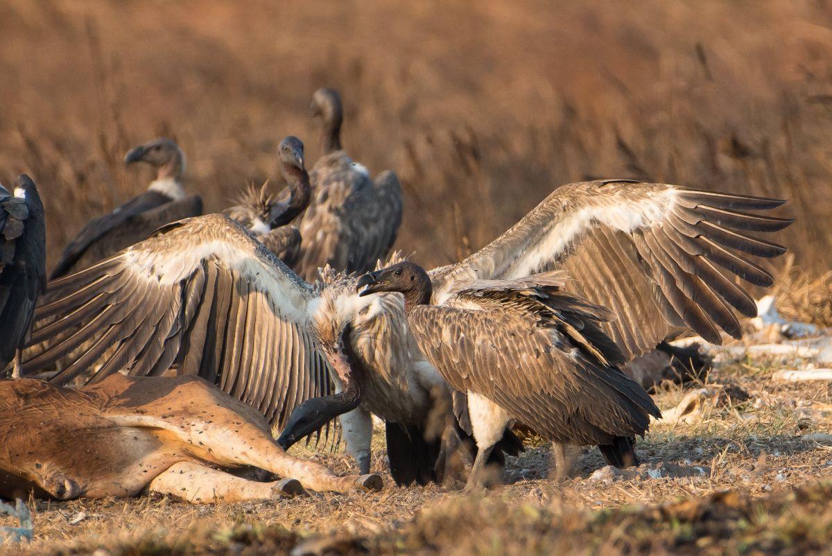 slender-billed vulture