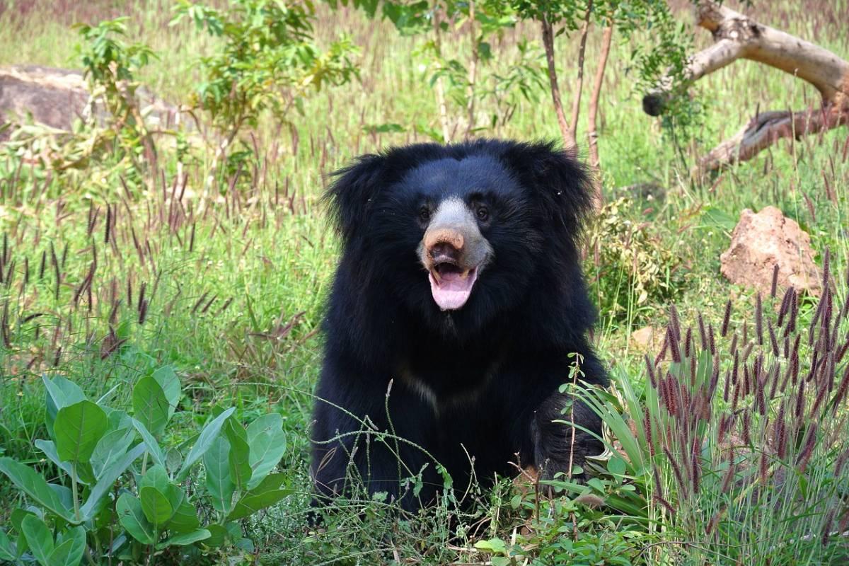 sloth bear is part of the bhutan wildlife