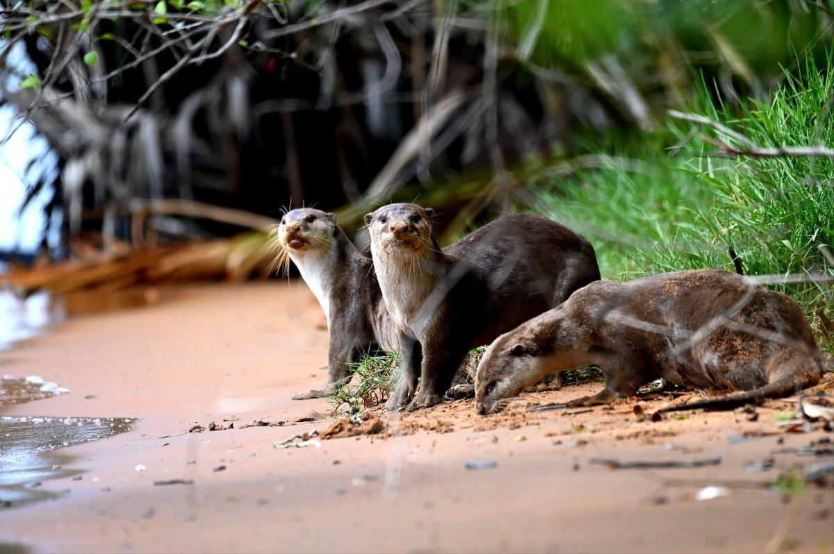 smooth-coated otter is one of the singapore native animals