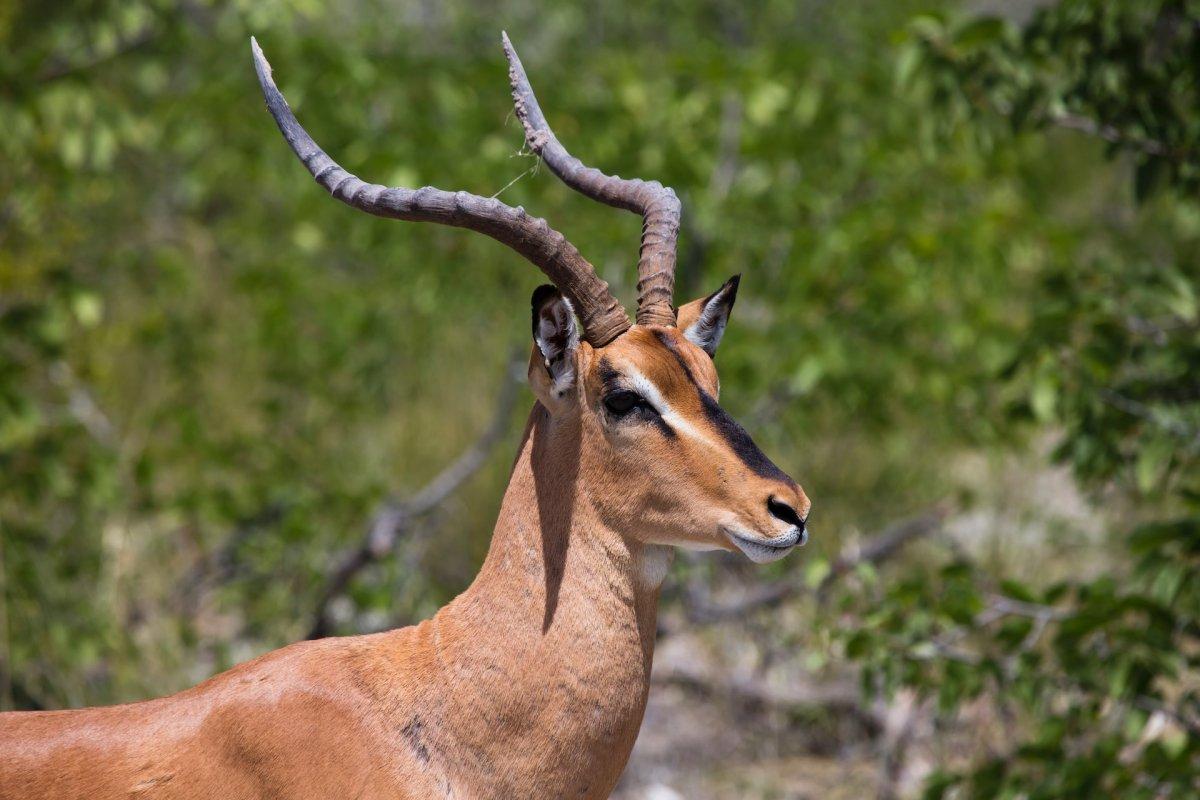 soemmerring's gazelle