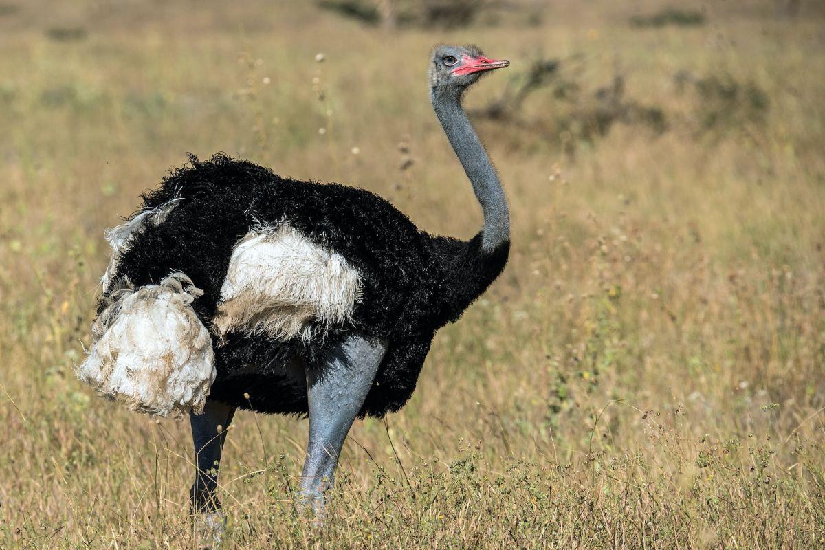 somali ostrich is among the wild animals in somalia