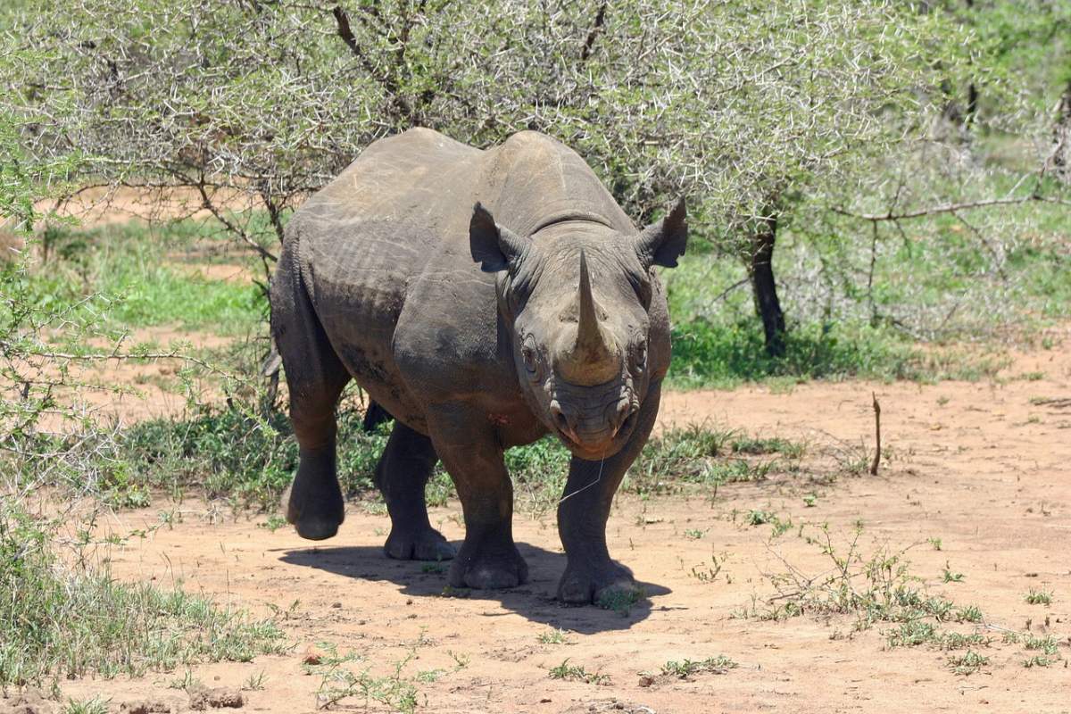 south-central black rhinoceros is in the endangered animals in botswana