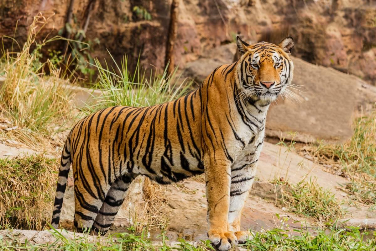 south china tiger is one of the chinese native animals