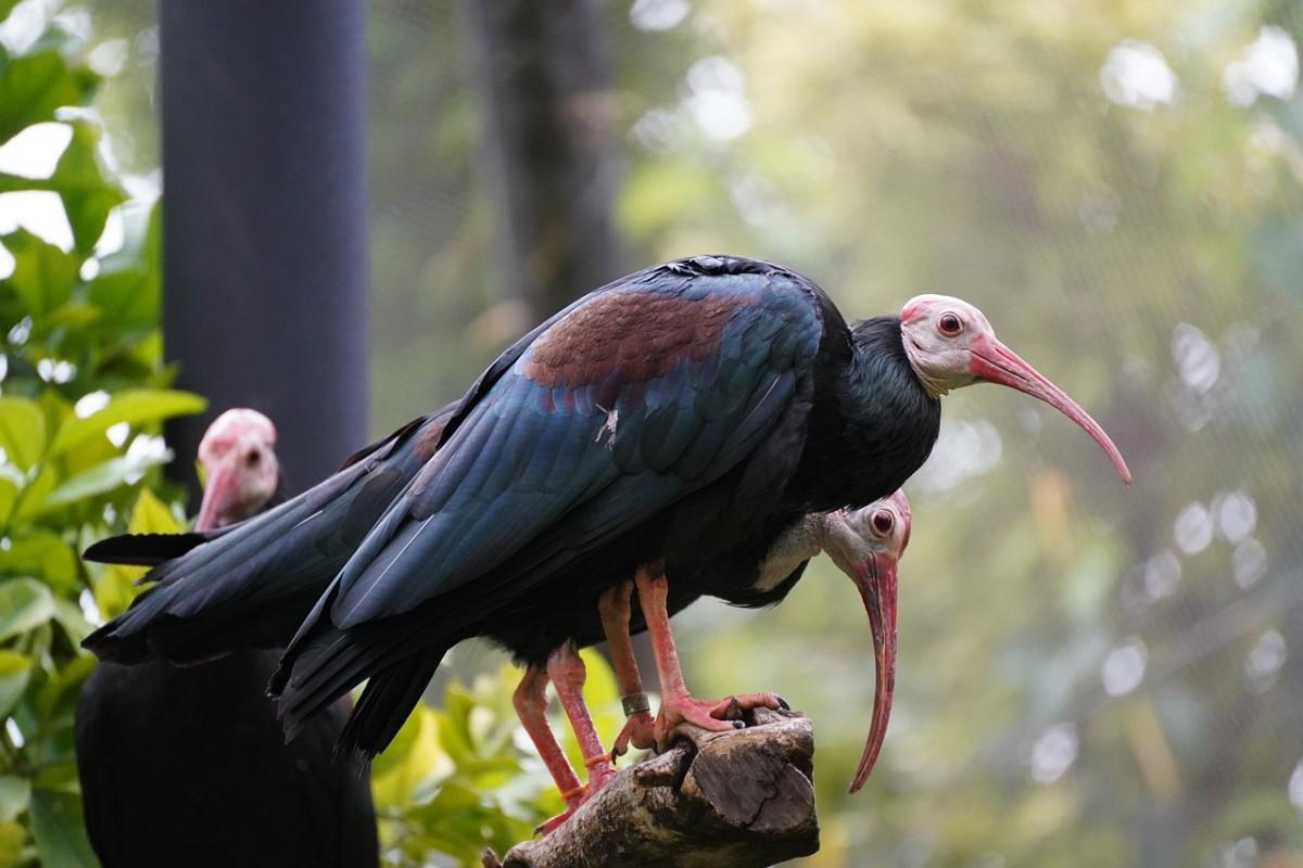 southern bald ibis is among the endangered animals in south africa