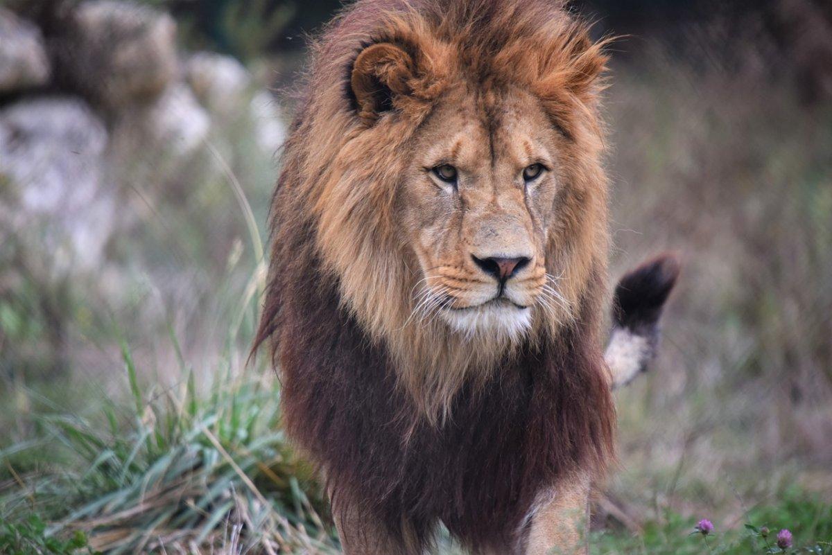 southern lion is part of the list of endemic animals in ethiopia