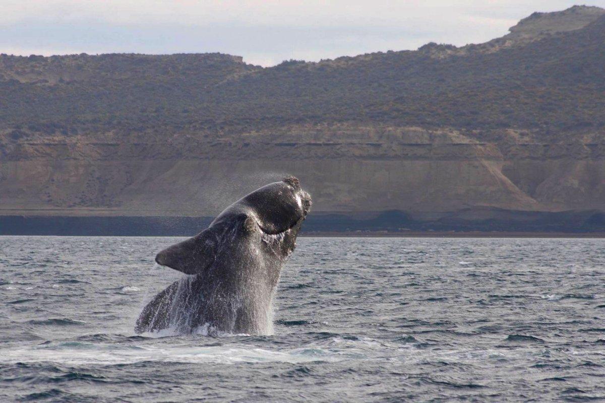 southern right whale