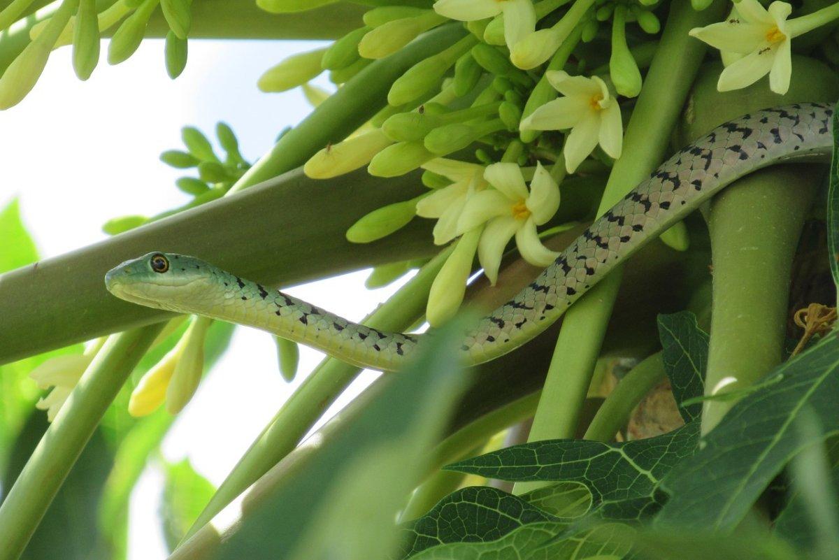 spotted bush snake hiding in a tree