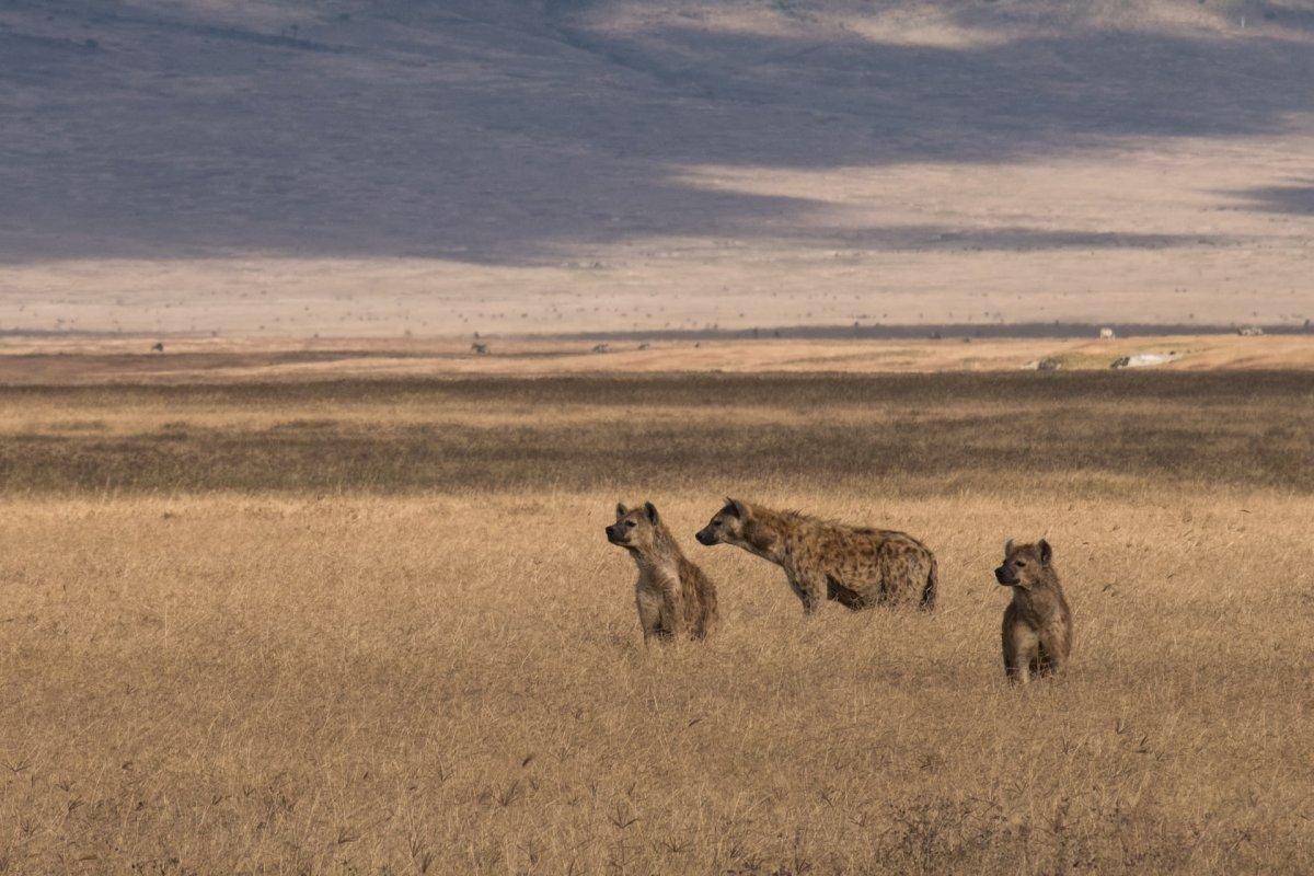 spotted hyena is among the endangered animals in tanzania
