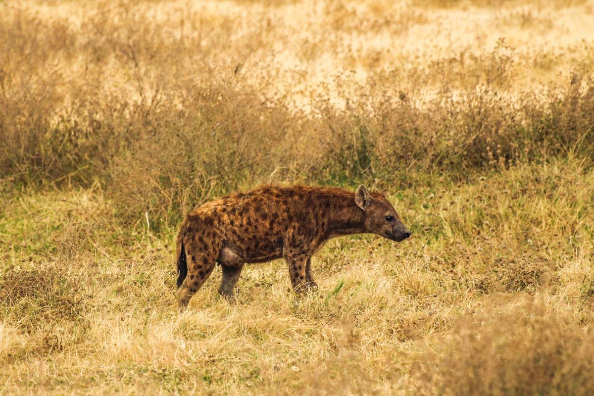 spotted hyena is the national animal of gambia