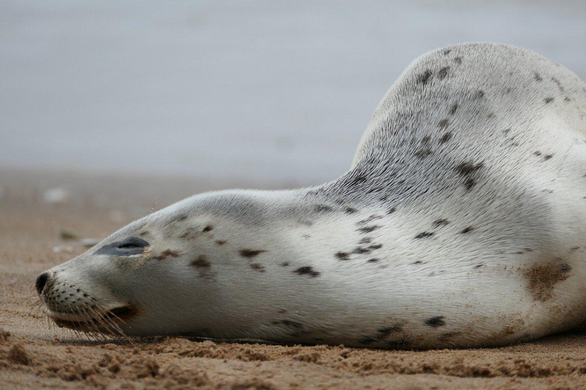 spotted seal is among the animals that live in china
