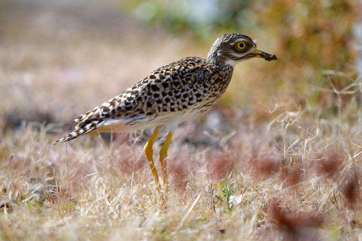spotted thick knee