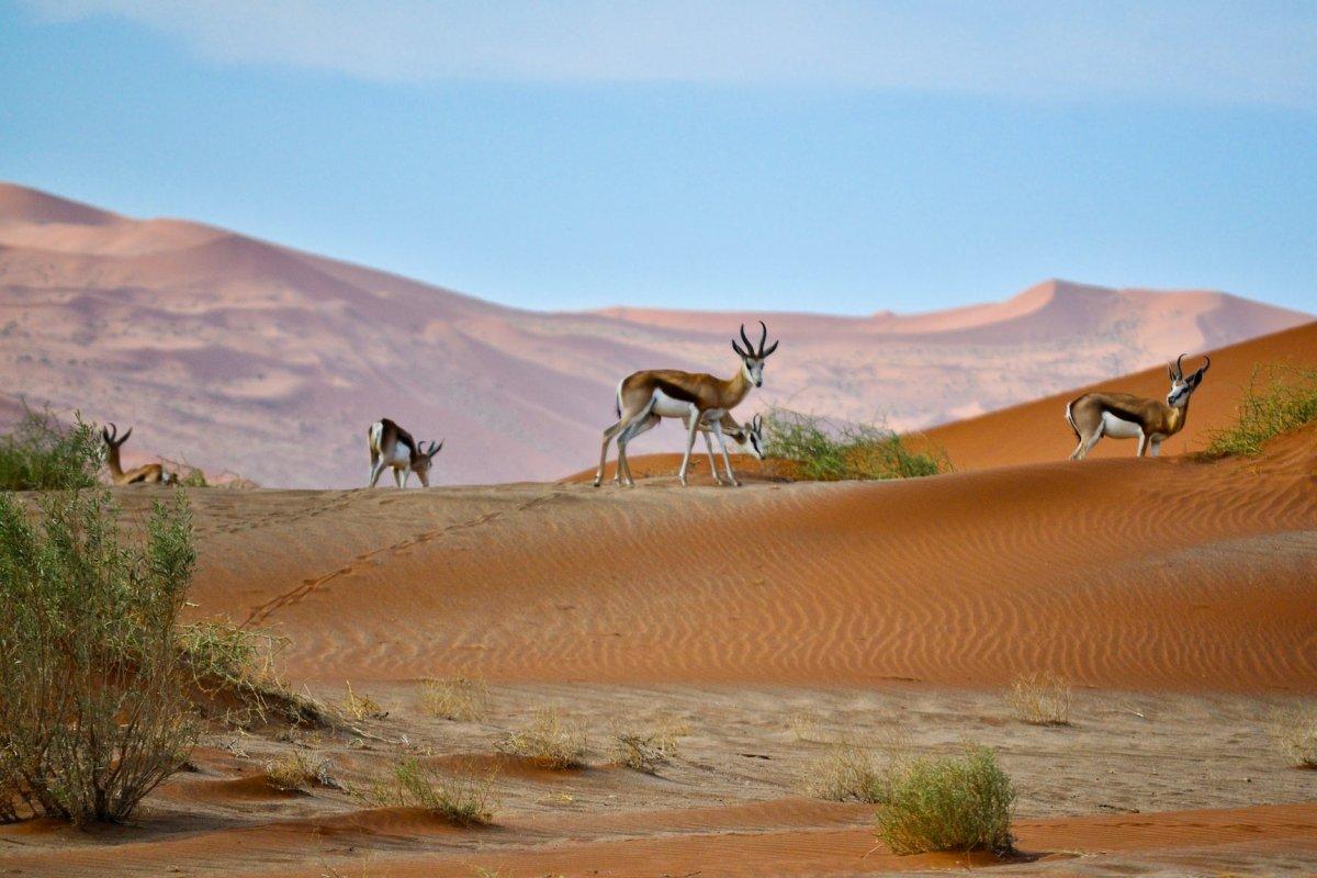 springbok is one of the animals in namibia desert
