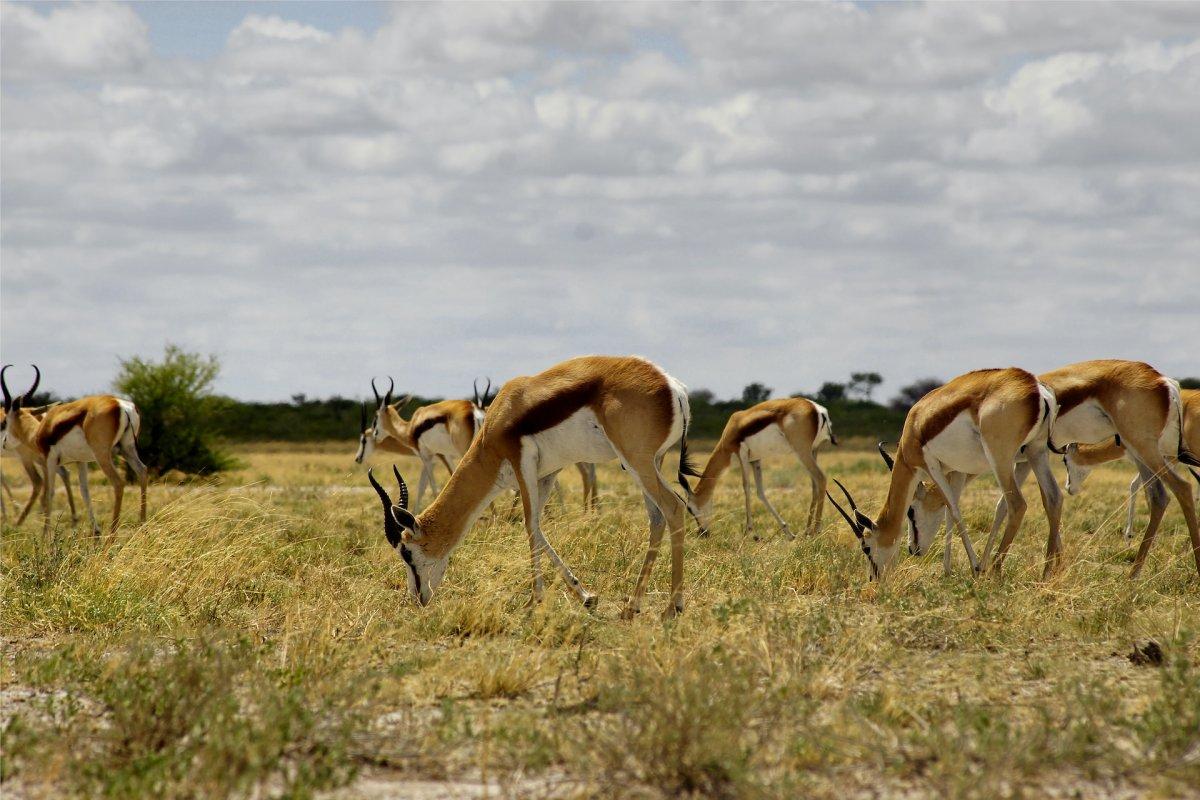 springbok is the national animal of south africa