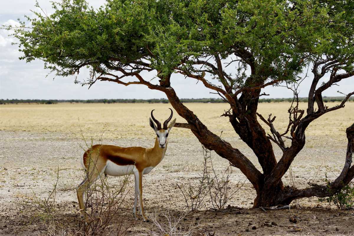 springbok is in the cute south african animals