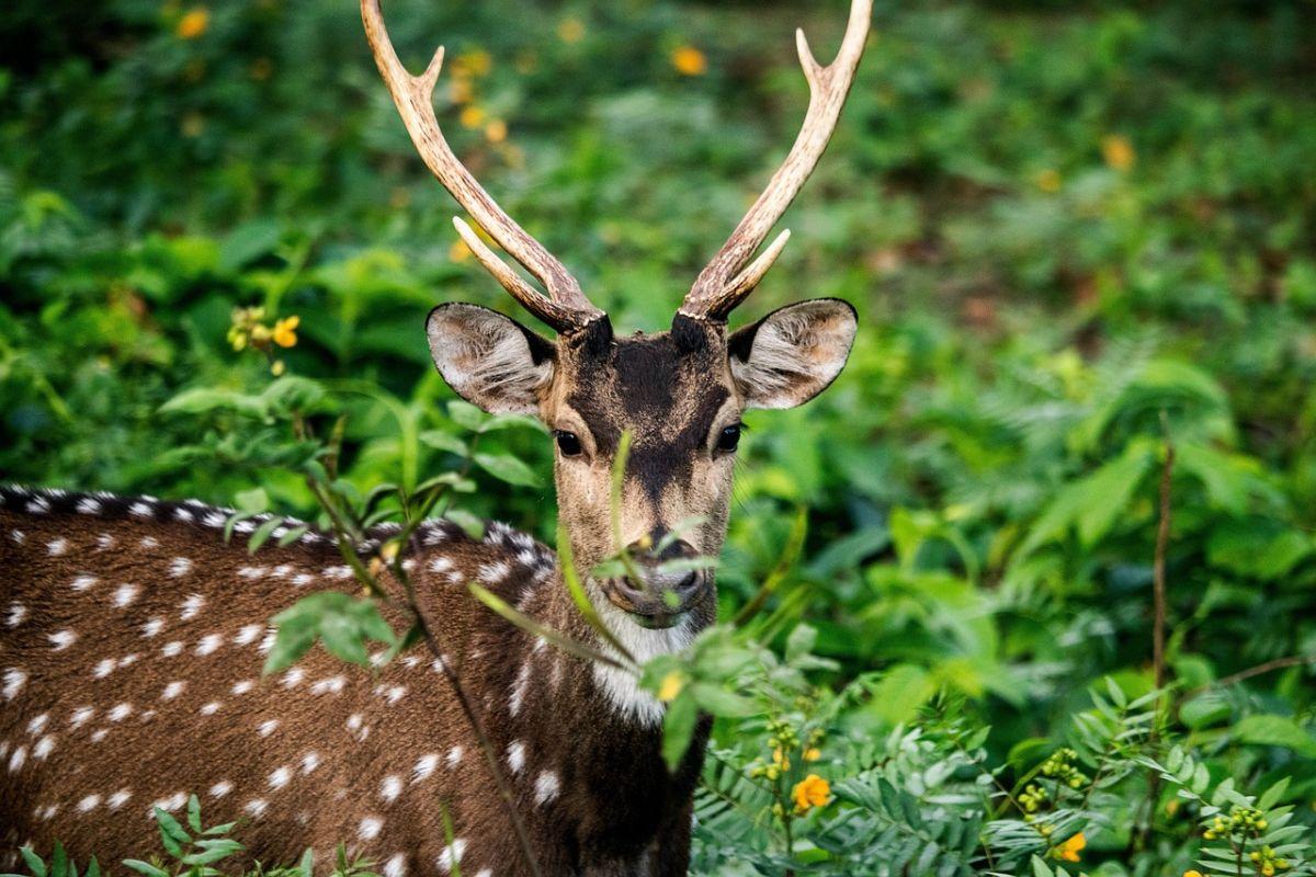 sri lankan axis deer is among the endemic animals in sri lanka