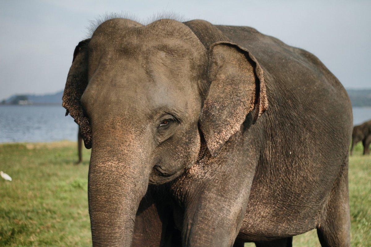 sri lankan elephant is one of the sri lanka native animals